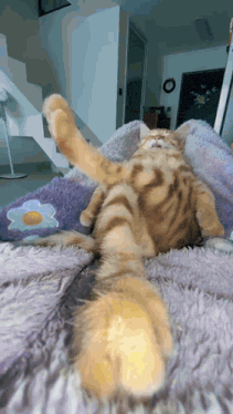 orange-cat-big-chilling.gif